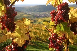 RAISIN avec vue